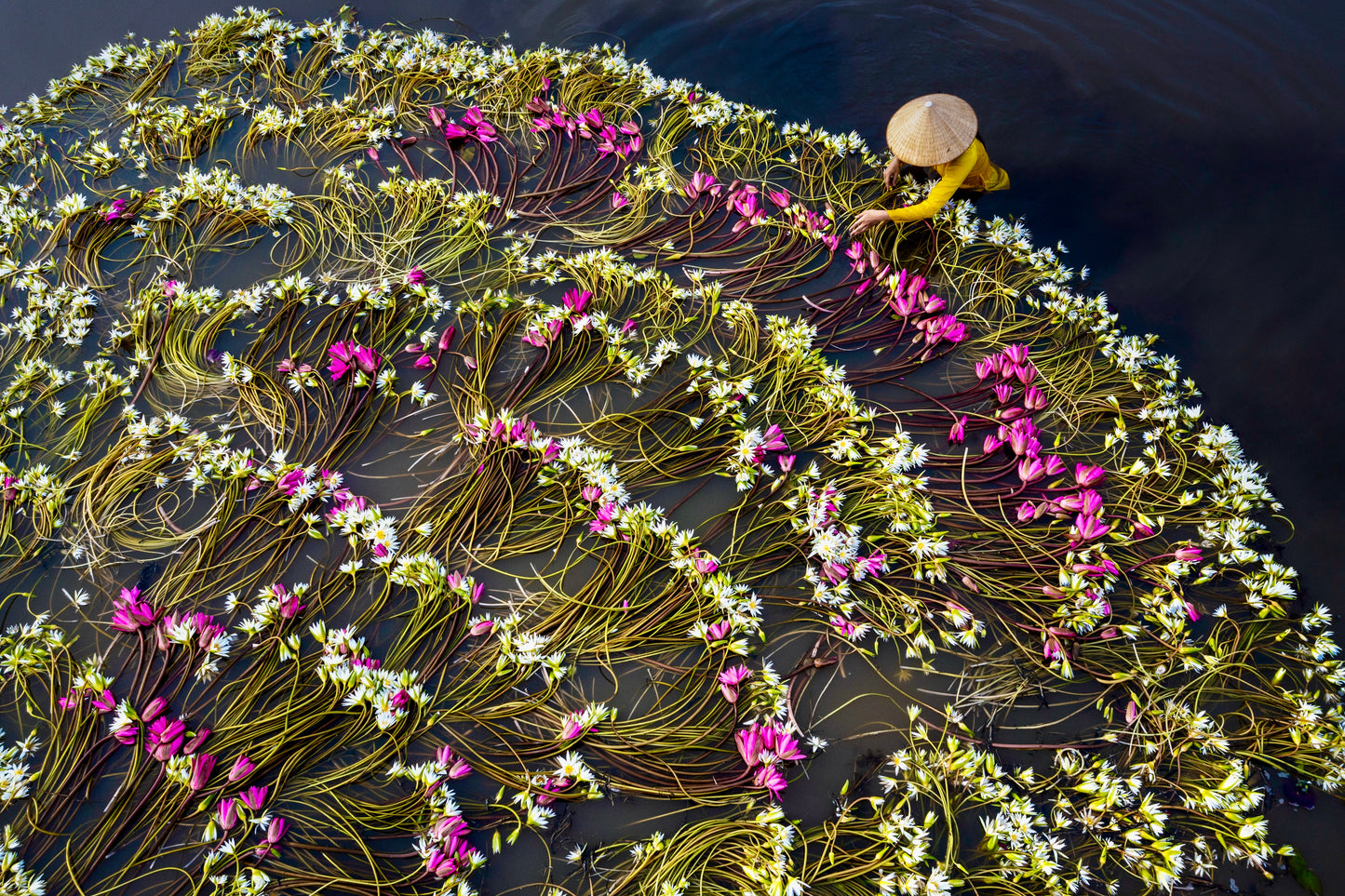 Lilies Harvest 9