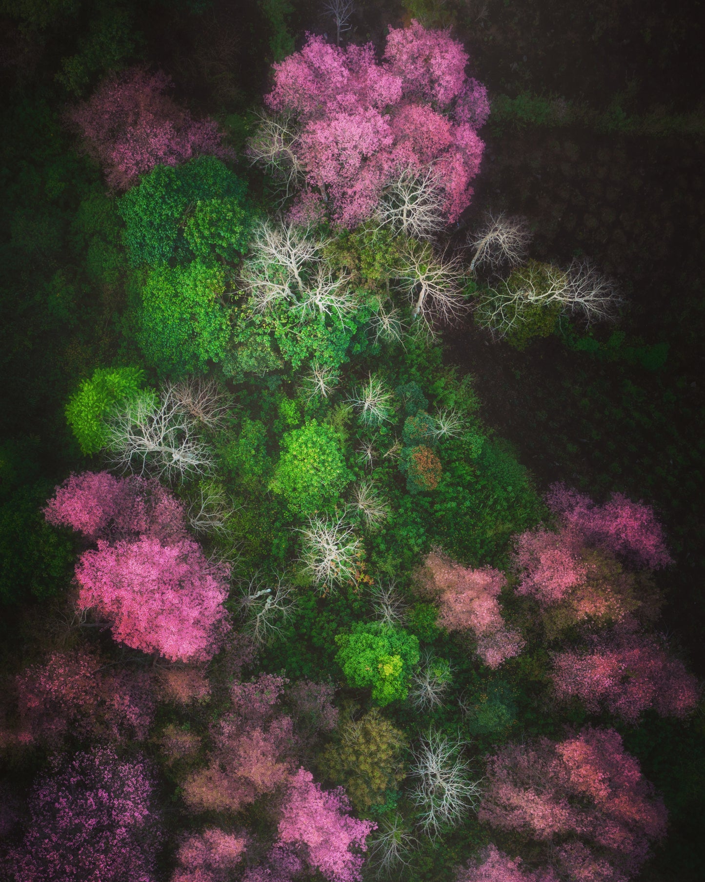 Blooming Spring