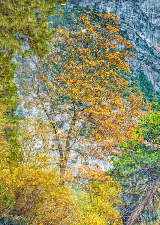 Yosemite Beauty 14