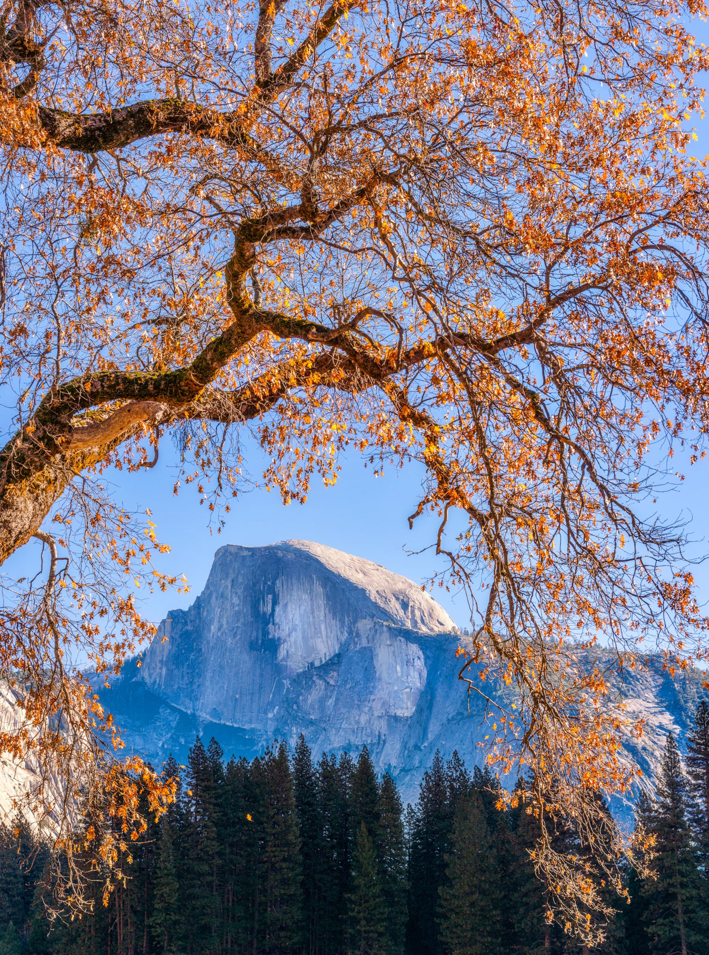 Yosemite Beauty 2