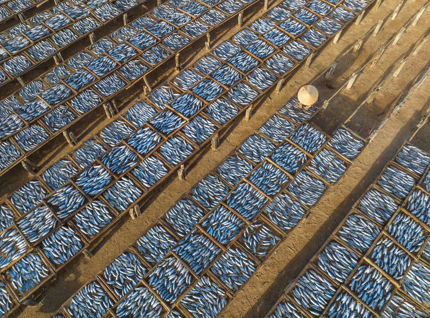 Drying Fishes