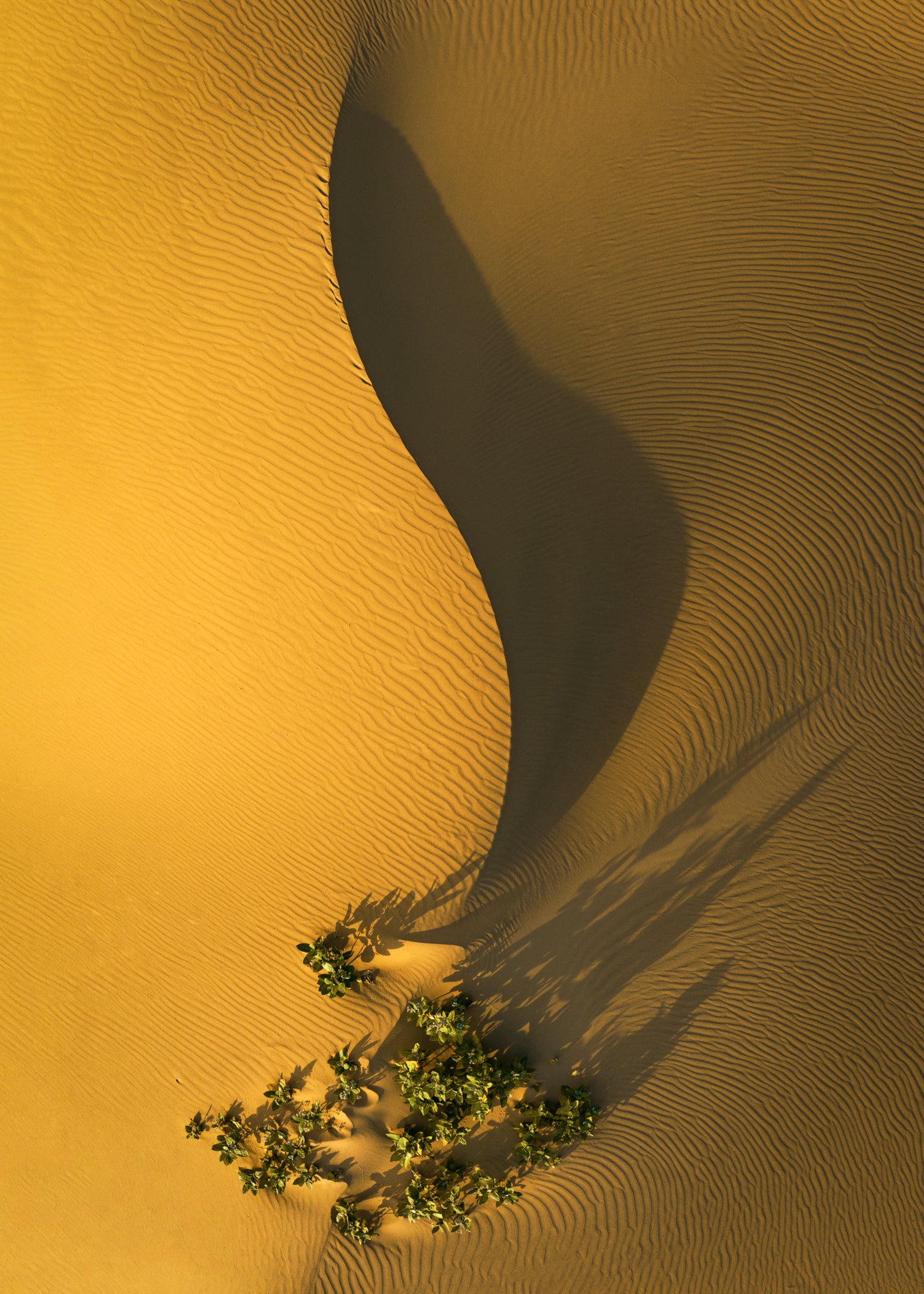 Heart of the desert