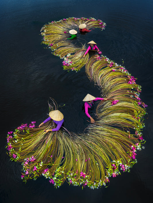 Lilies Harvest Season